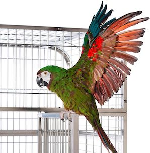 parrot_cage_stainless